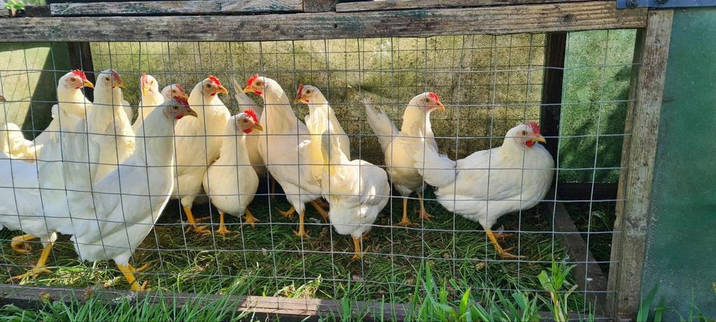 Jonge witte leghennen, Dieren en Toebehoren, Pluimvee, Vrouwelijk, Kip
