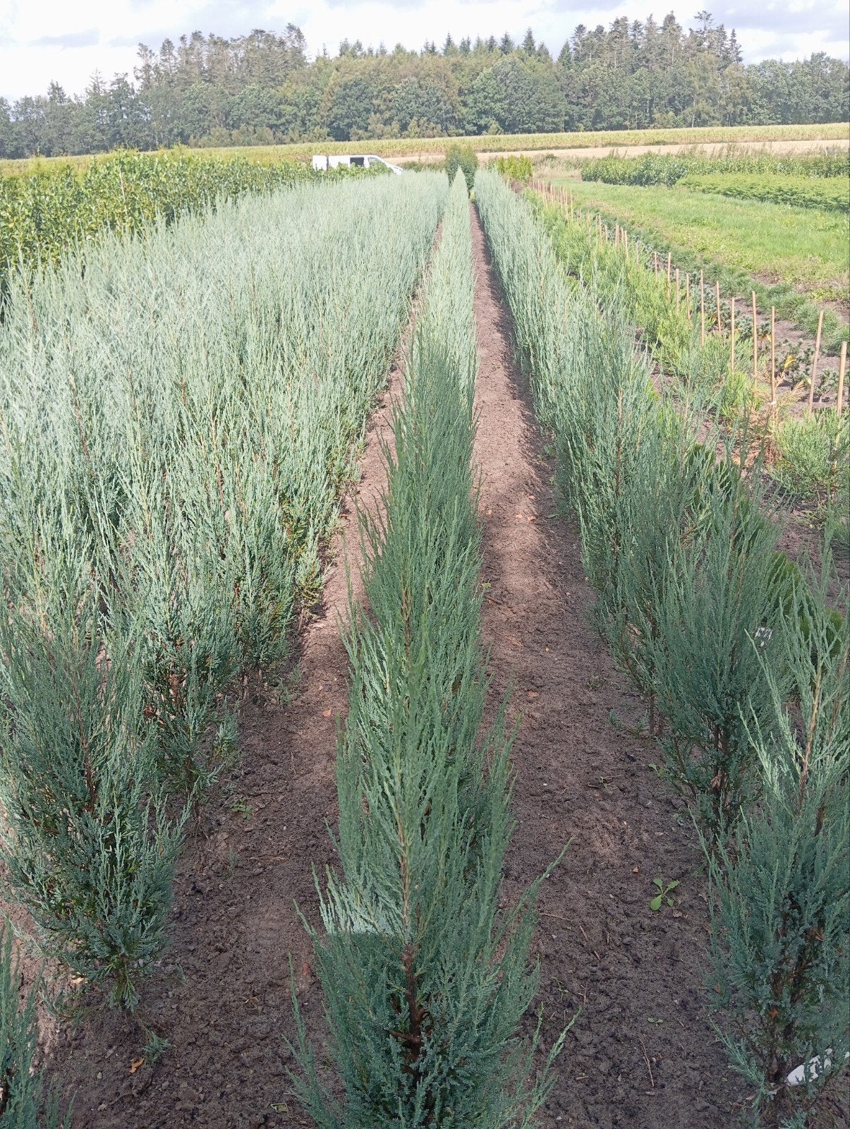 Juniperus scopulorum 'Blue Arrow', Tuin en Terras, Planten | Struiken en Hagen, Ophalen, Conifeer, Struik, 100 tot 250 cm