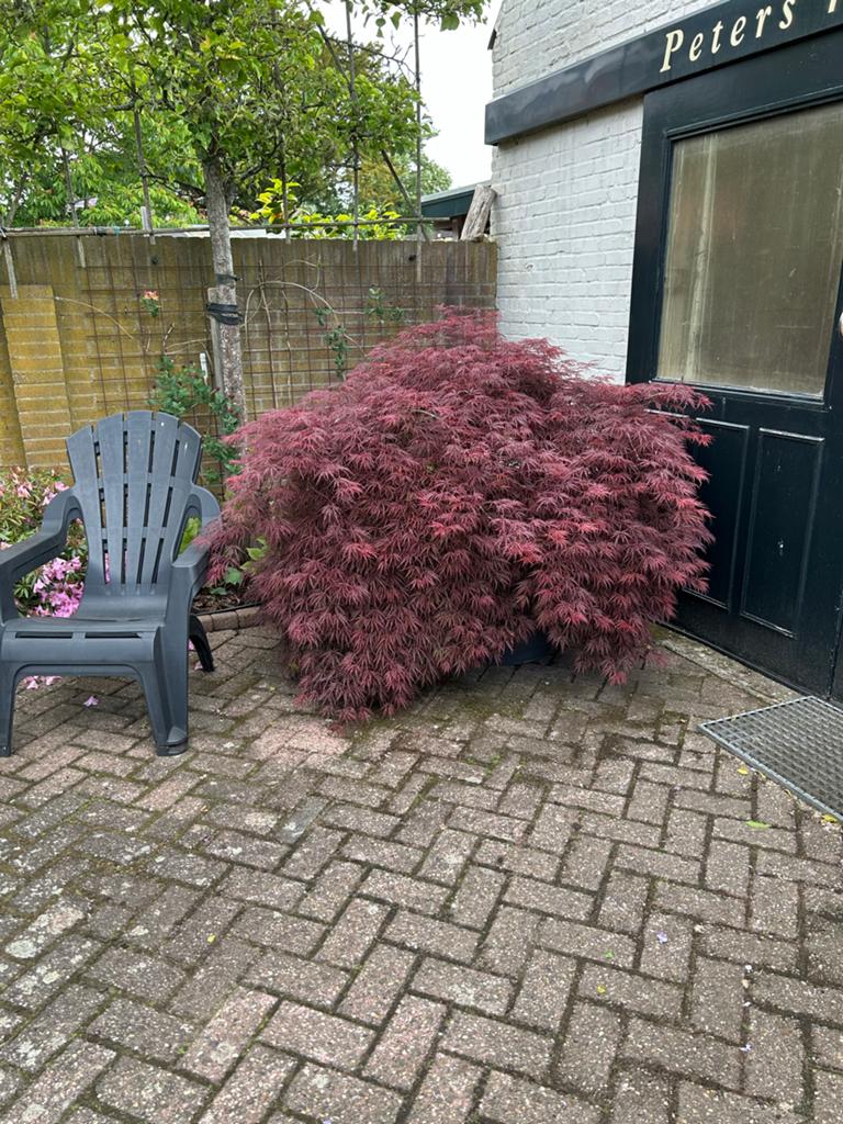 Prachtige Japanse Esdoorn (Acer Palmatum Dissectum), Vaste plant, Bloeit niet, Halfschaduw, Ophalen