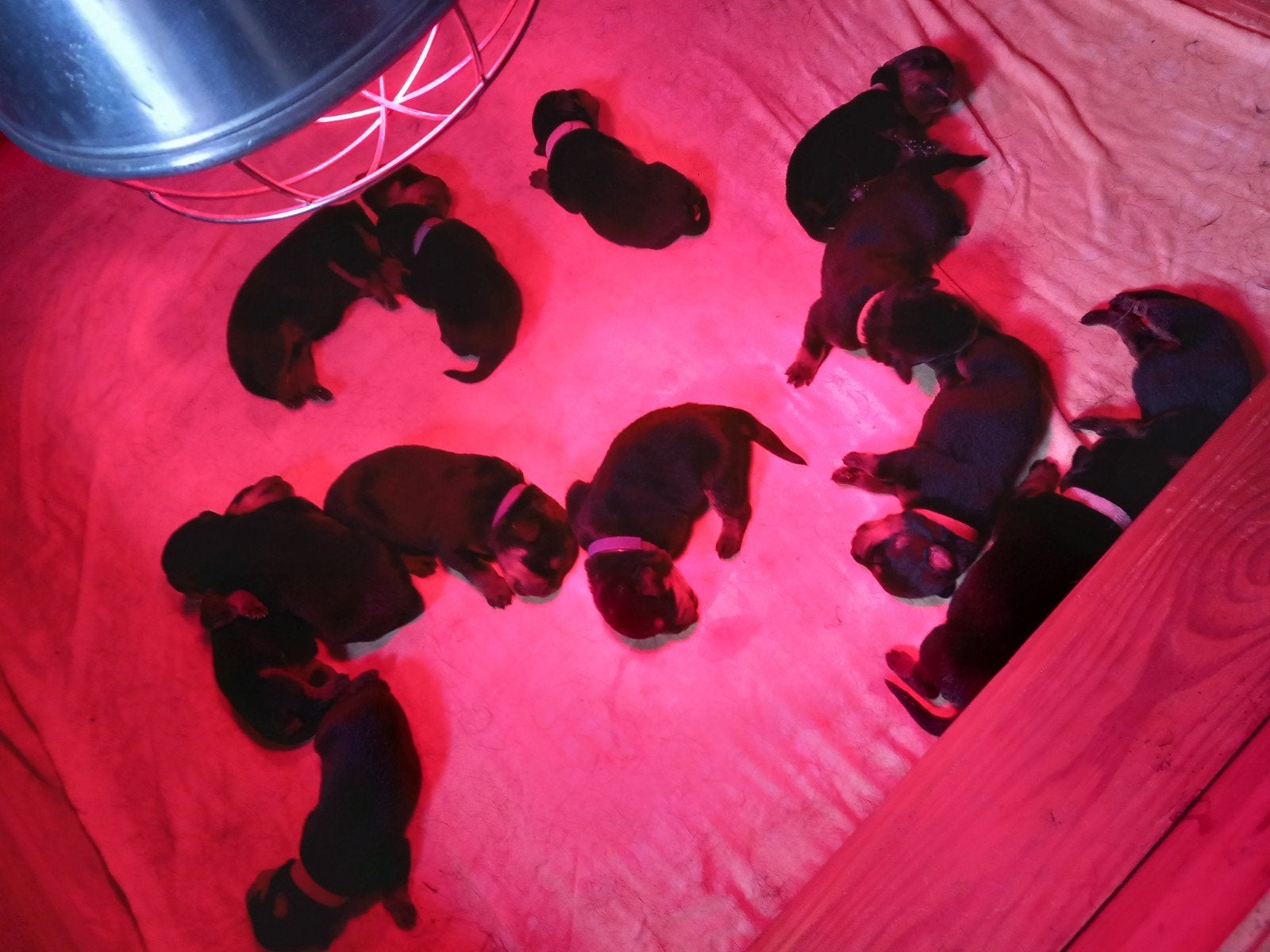 Rottweilerpups, 8 tot 15 weken, Groot, Meerdere, Meerdere dieren