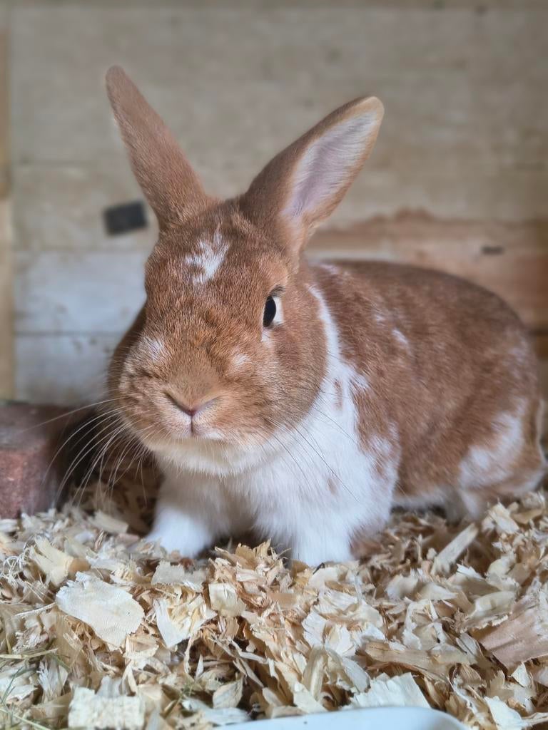 Super mooie oranje bonte ram!, Dieren en Toebehoren, Konijnen, Mannelijk, Dwerg