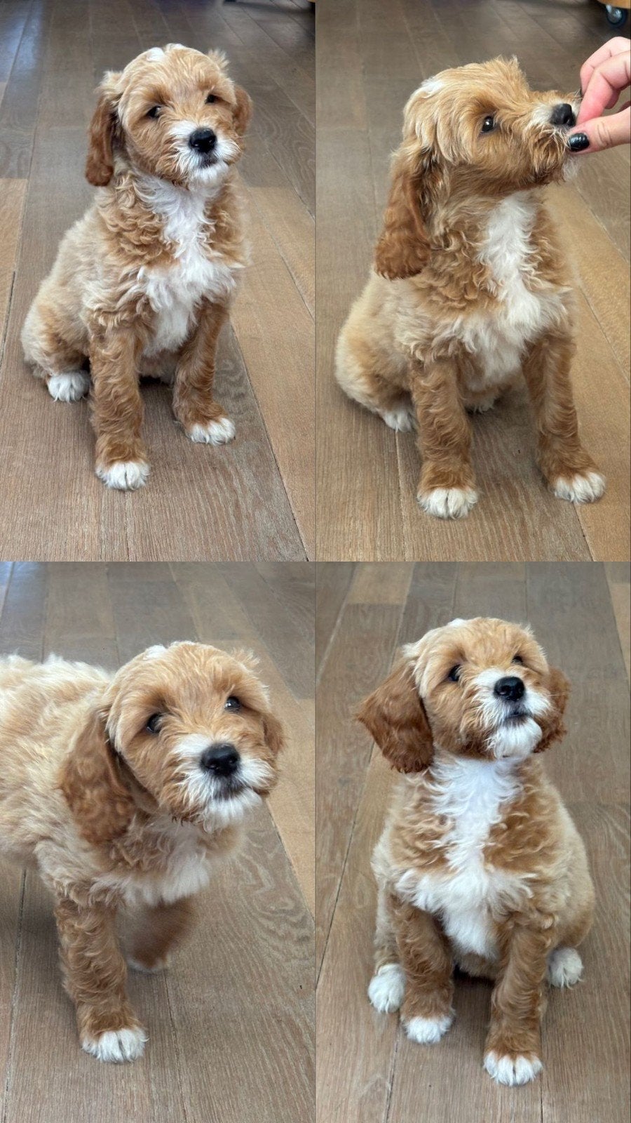 12 Golden Doodle Pups 🐾, 8 tot 15 weken, Parvo, Meerdere, Meerdere dieren