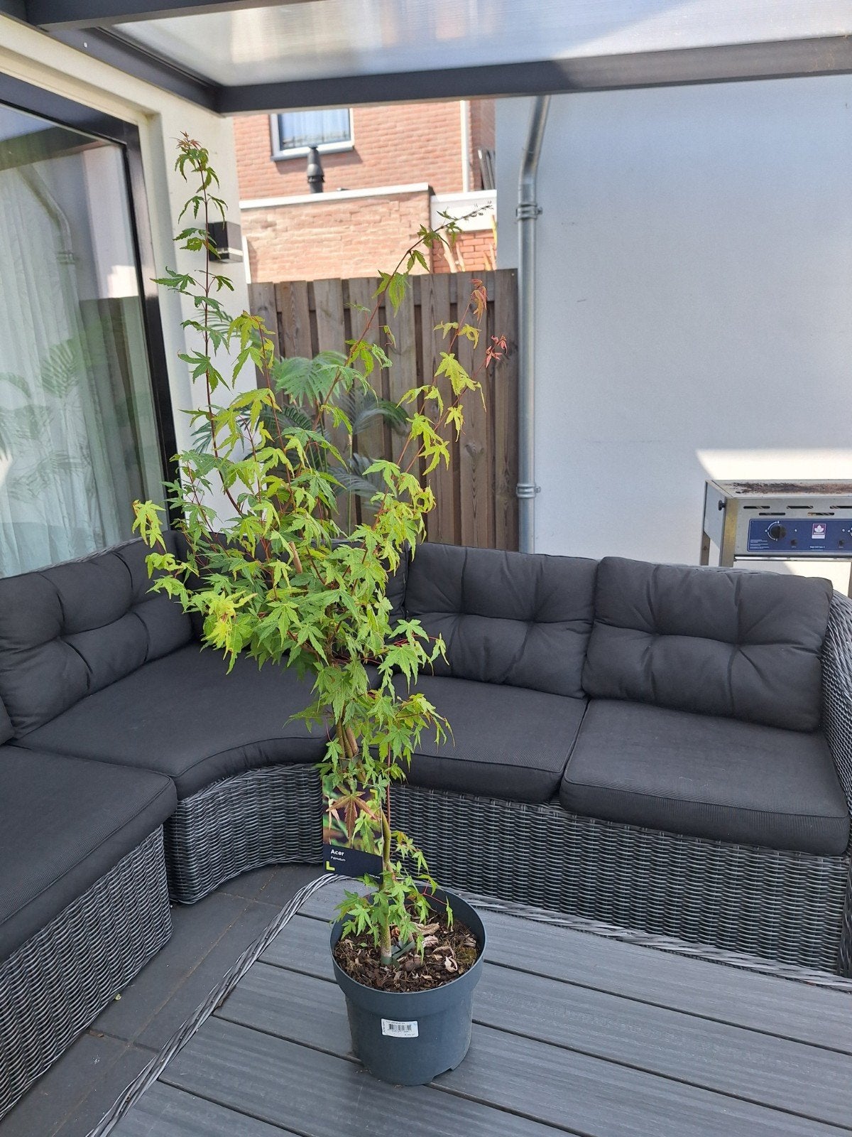Acer palmatum, vaste plant., Tuin en Terras, Ophalen, Bloeit niet, Overige soorten, Halfschaduw