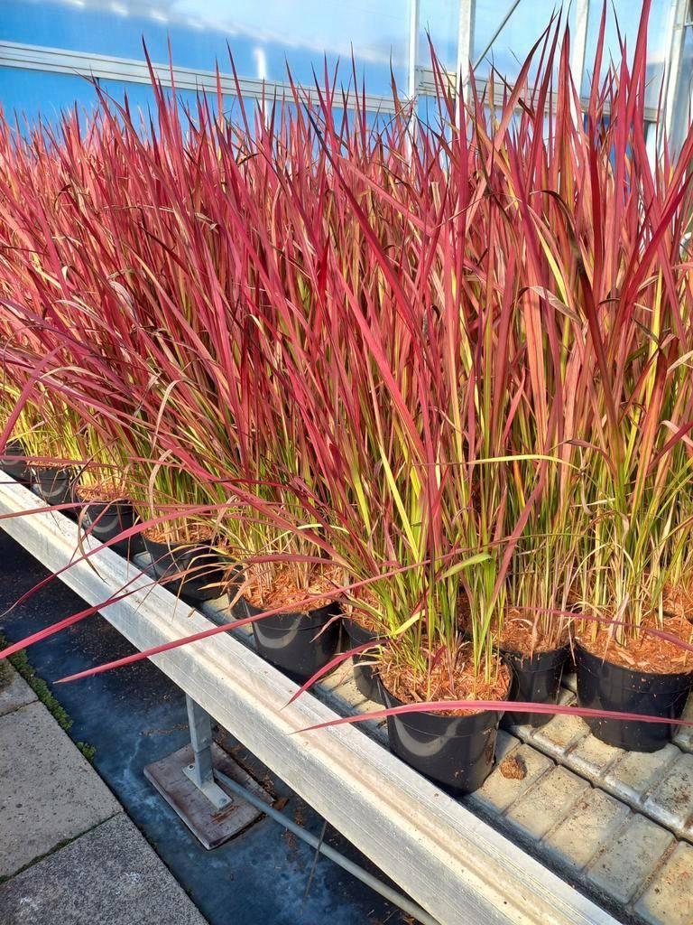 Pennisetum Hameln, Japans bloedgras, Carex,  3 voor €10,=, Tuin en Terras, Planten | Tuinplanten, Volle zon, Ophalen
