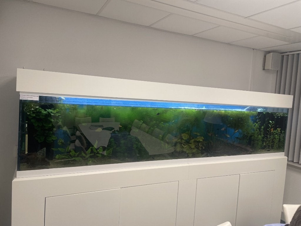acquarium, Ophalen of Verzenden, Pomp, Zo goed als nieuw, Gevuld zoetwateraquarium