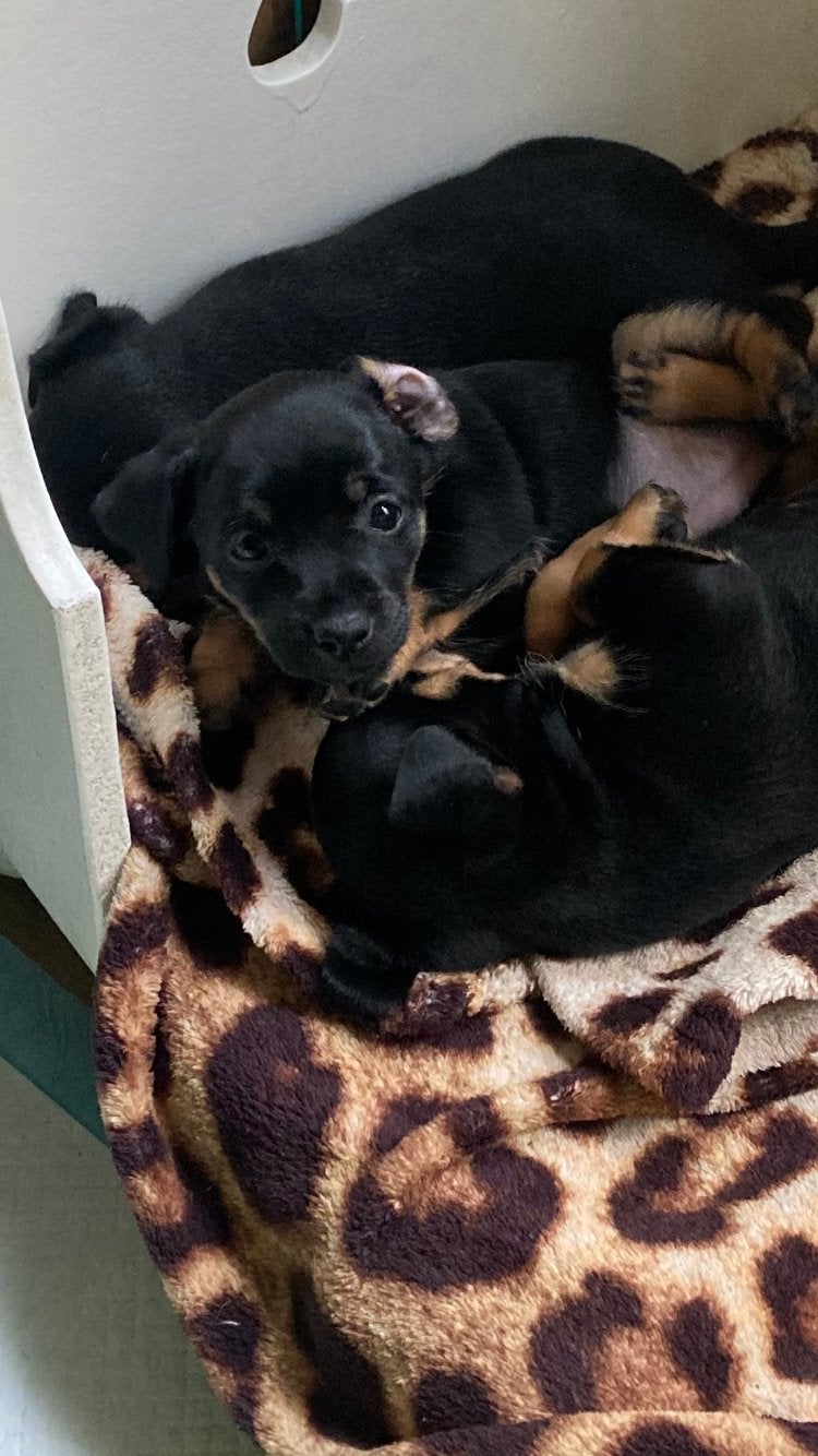 Jack Russell pups., Jack Russell Terriër, 8 tot 15 weken, Meerdere, Meerdere dieren