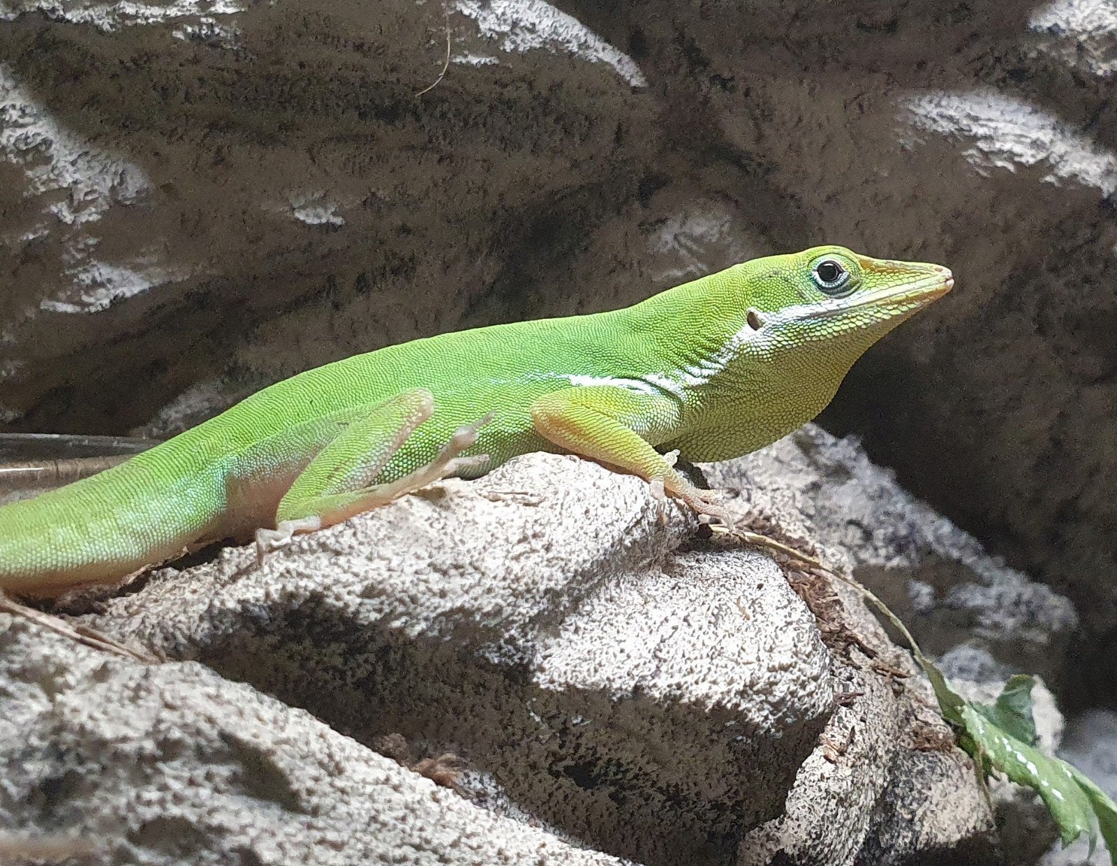 Anolis coelestinus man, Hagedis, 7 tot 10 jaar