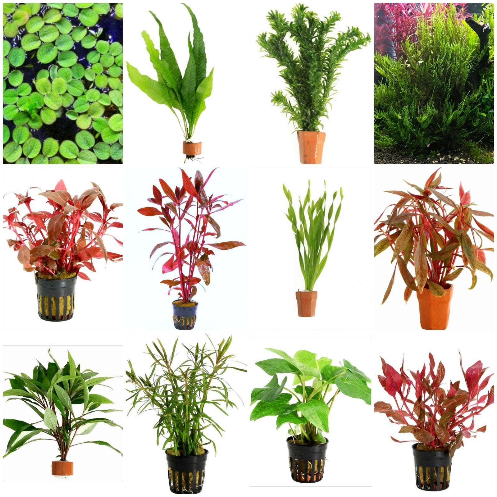 Sterke aquariumplanten,  voordelig, Overige typen, Zoetwatervis