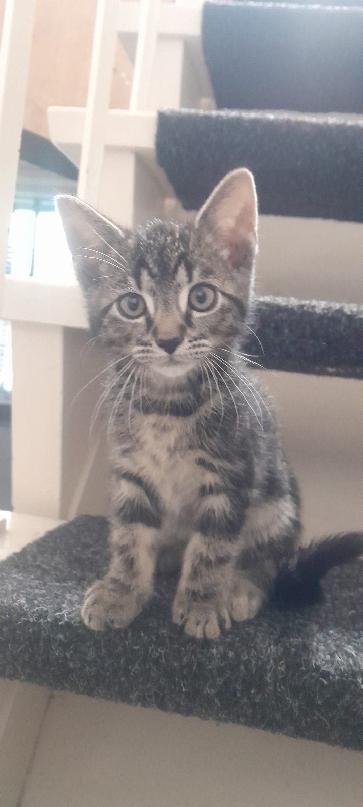 Kittens, knap katertje, Kater, Kortharig, 0 tot 2 jaar