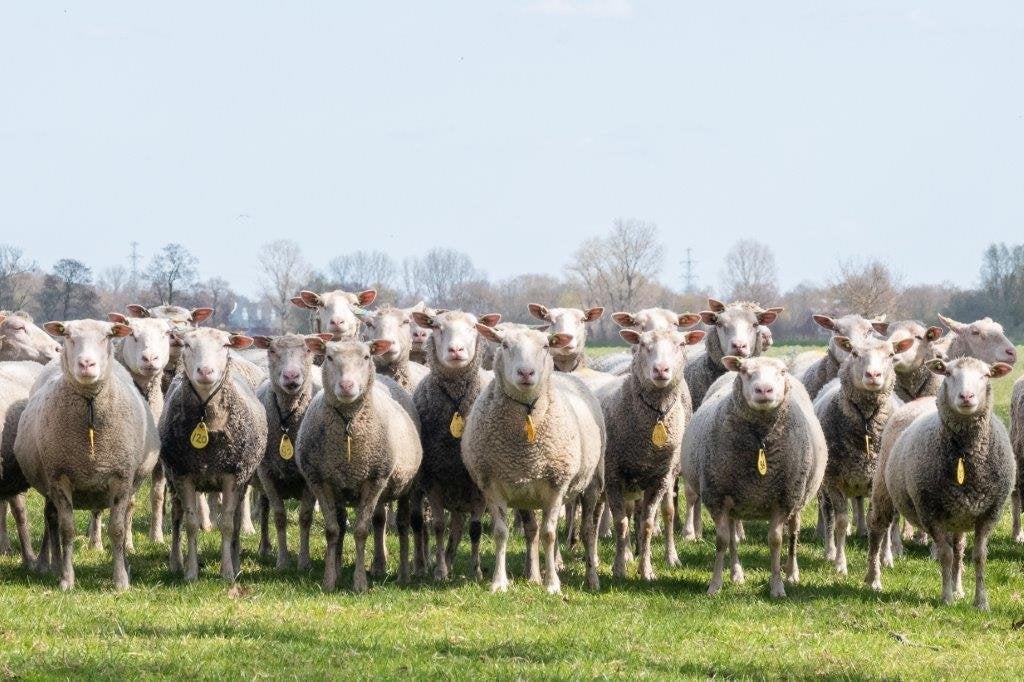 Flevolander ooien, Dieren en Toebehoren, Schapen, Geiten en Varkens, Vrouwelijk, Schaap, 0 tot 2 jaar