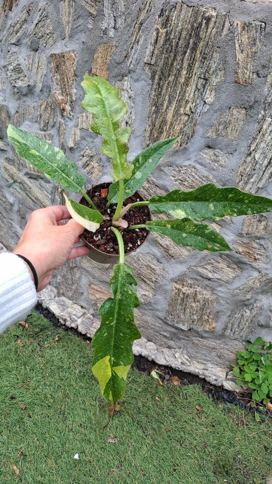 Philodendron Ring of Fire - potmaat 12, Overige soorten, Vaste plant, Ophalen of Verzenden, Bloeit niet
