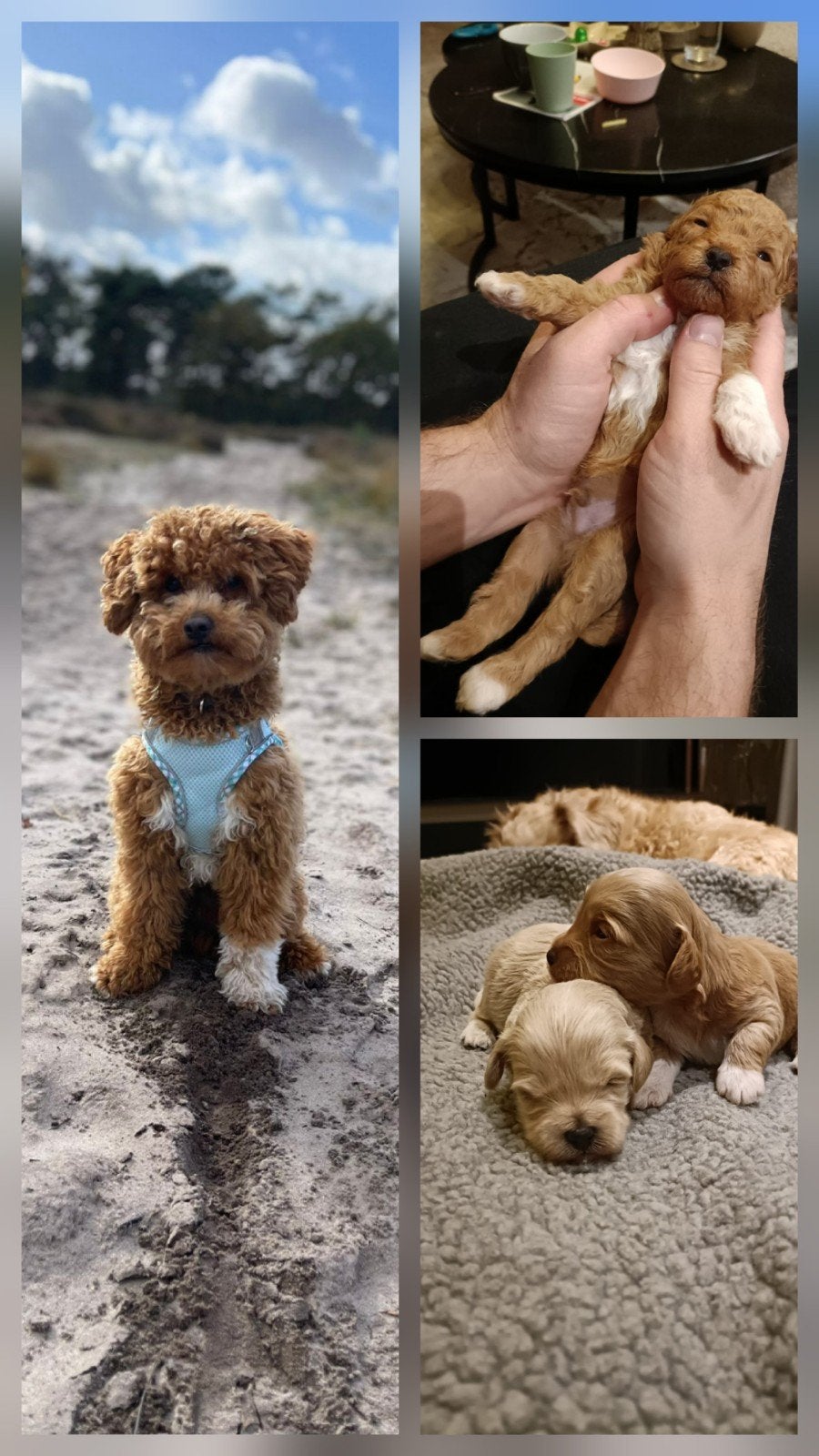 Prachtige super kleine Maltipoo/Toy pups met garantie!🐶🐾, Poedel, 8 tot 15 weken, Parvo, Meerdere