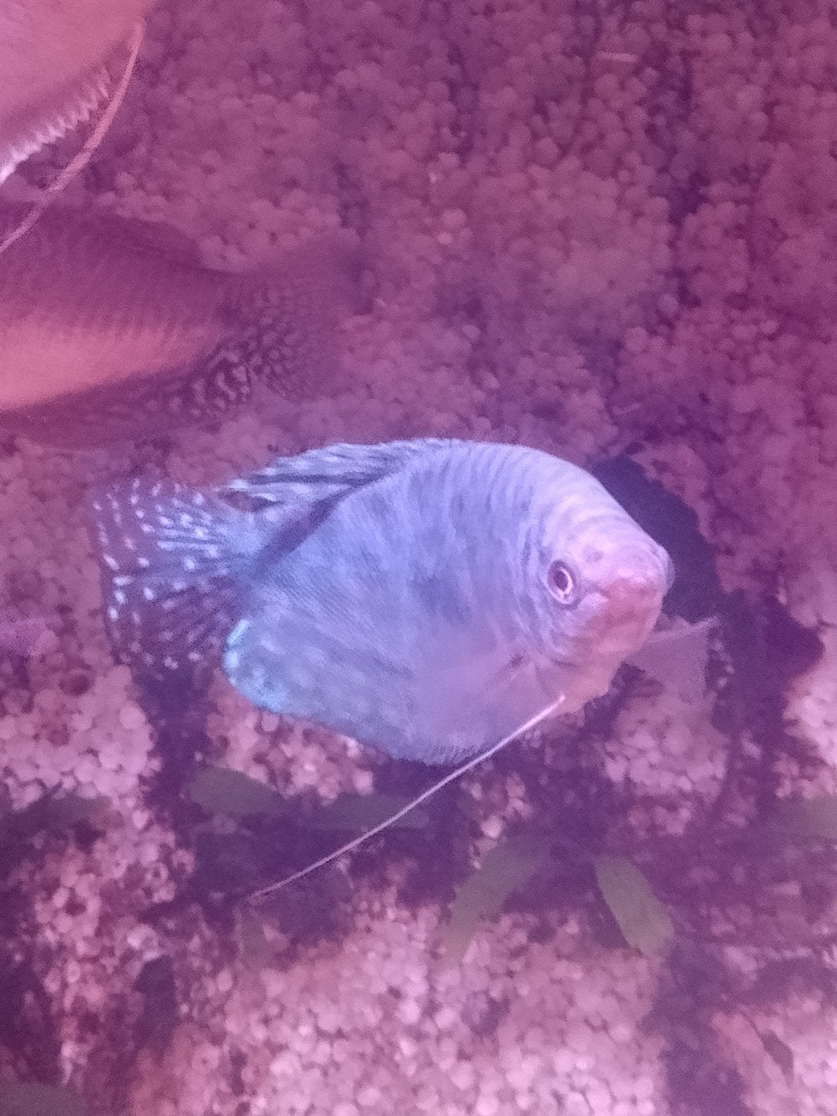 6 stuks goud goerami' blauwe en gouden spat, Dieren en Toebehoren, Vissen | Aquariumvissen, Vis, Zoetwatervis