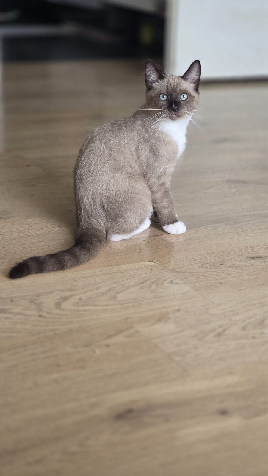 nog maar 2 mooie kittens 3 manden oud, Dieren en Toebehoren, Meerdere dieren, 0 tot 2 jaar