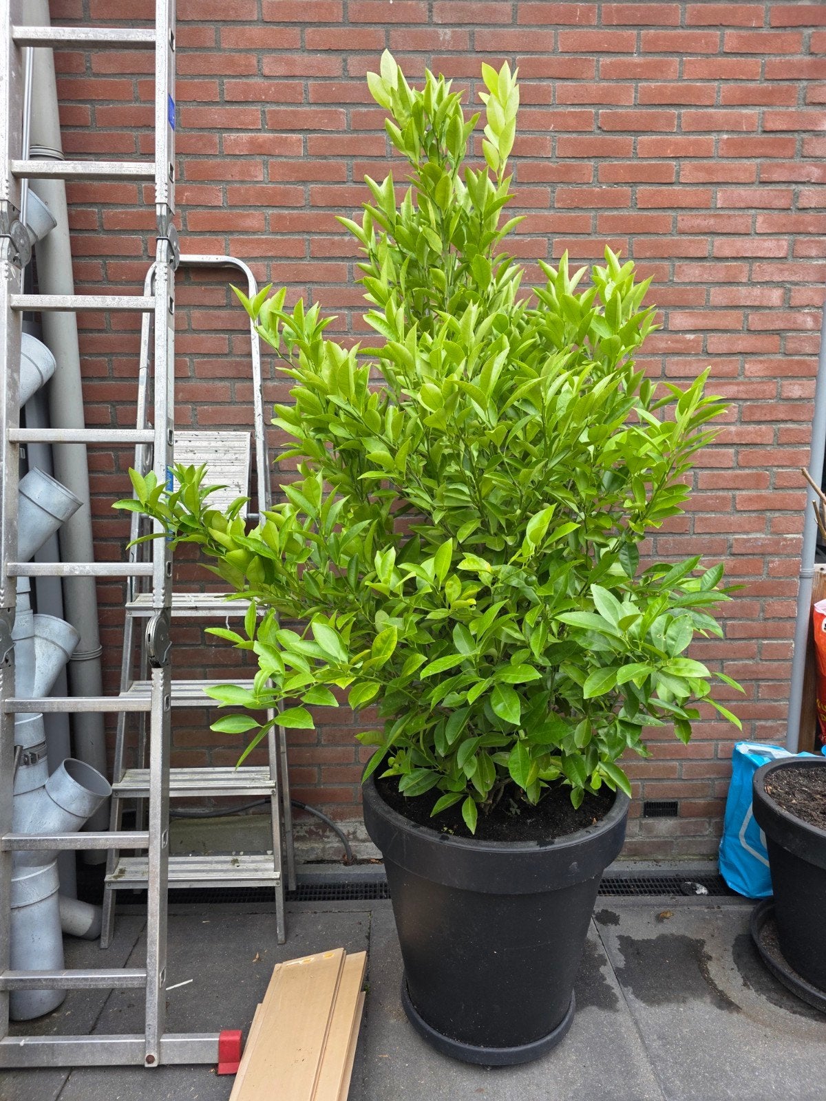 Grote  Calamondin Citrus  boom H 200 cm x B 130 cm, Overige soorten, 100 tot 250 cm, Zomer, Ophalen