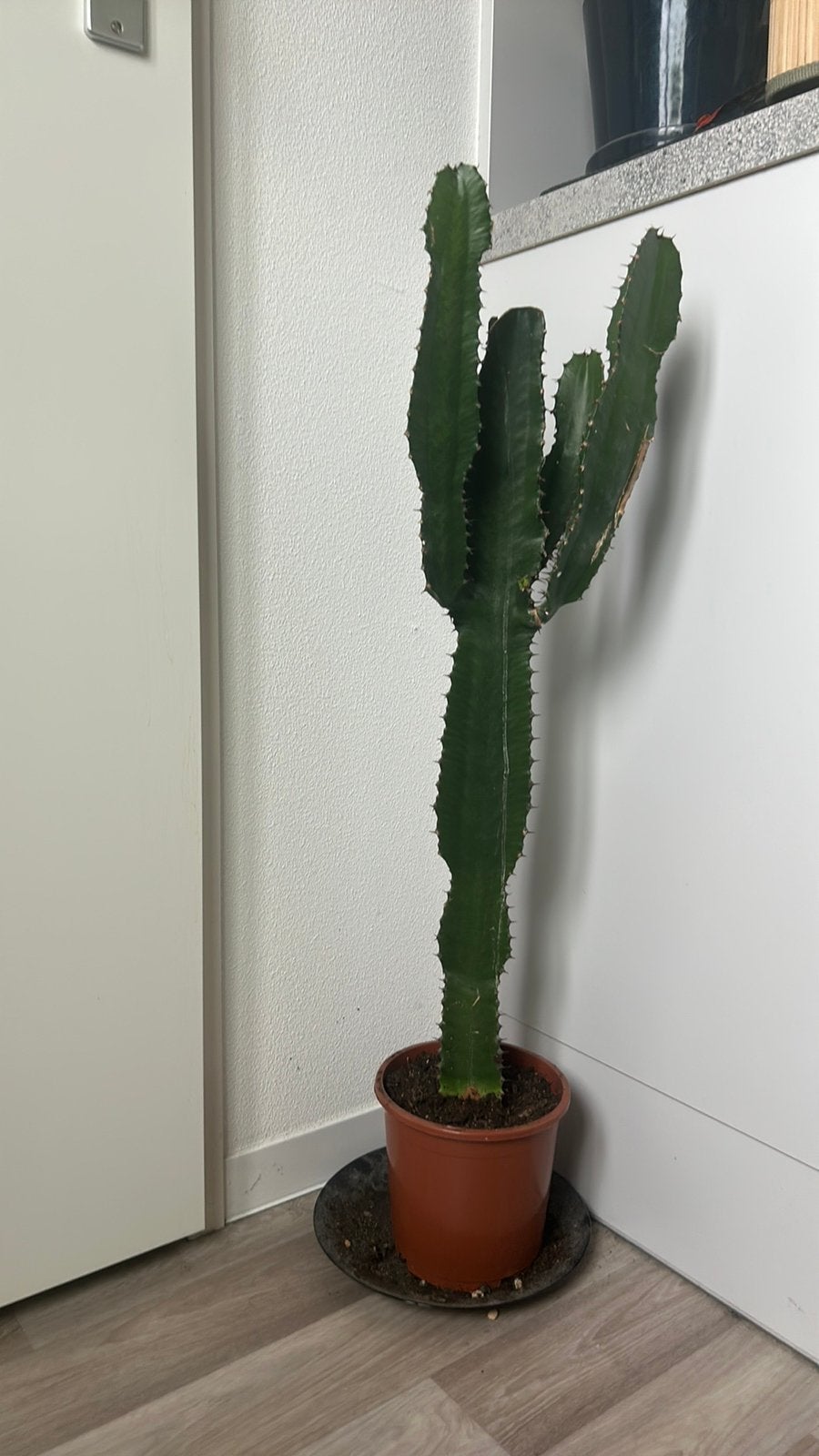 Grote Euphorbia / Afrikaanse melkboom, Ophalen of Verzenden