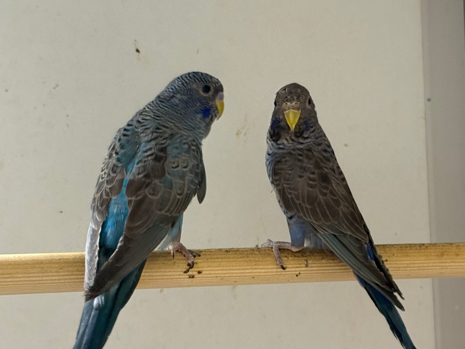 1-1 black face black wing Grasparkieten, Dieren en Toebehoren, Vogels | Parkieten en Papegaaien, Meerdere dieren, Parkiet, Geringd