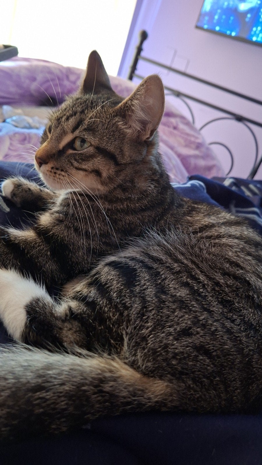 diverse katten benodigd heden , BIEDEN ...veel voer goede, Ophalen of Verzenden, Kat
