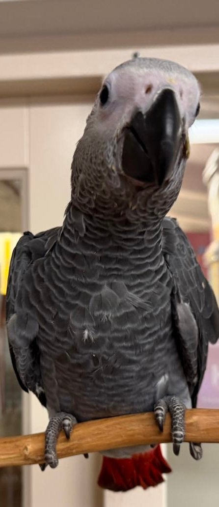 Super tamme baby Grijze Roodstaart, Dieren en Toebehoren, Vogels | Parkieten en Papegaaien, Geslacht onbekend, Papegaai, Pratend
