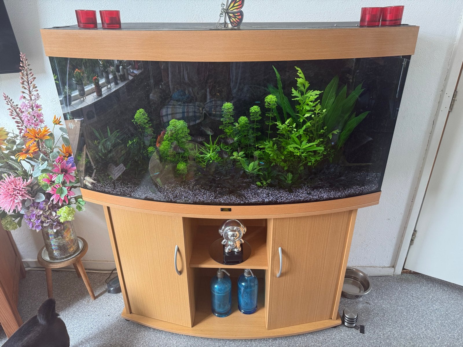 Te koop Juwel 260 kompleet, Ophalen, Gebruikt, Gevuld zoetwateraquarium, Juwel