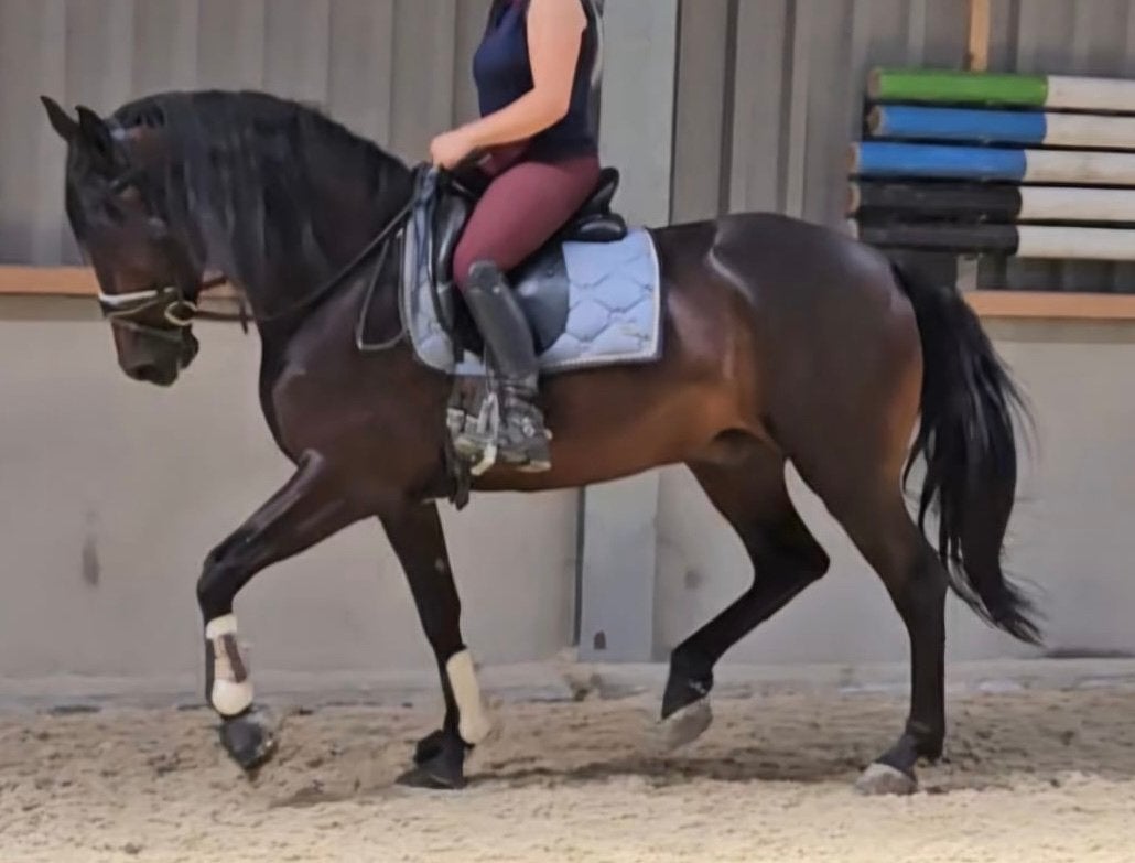 Prachtige Cruzado ruin, 7 jr, Dieren en Toebehoren, Paarden, Gechipt, Ruin, M, Dressuurpaard