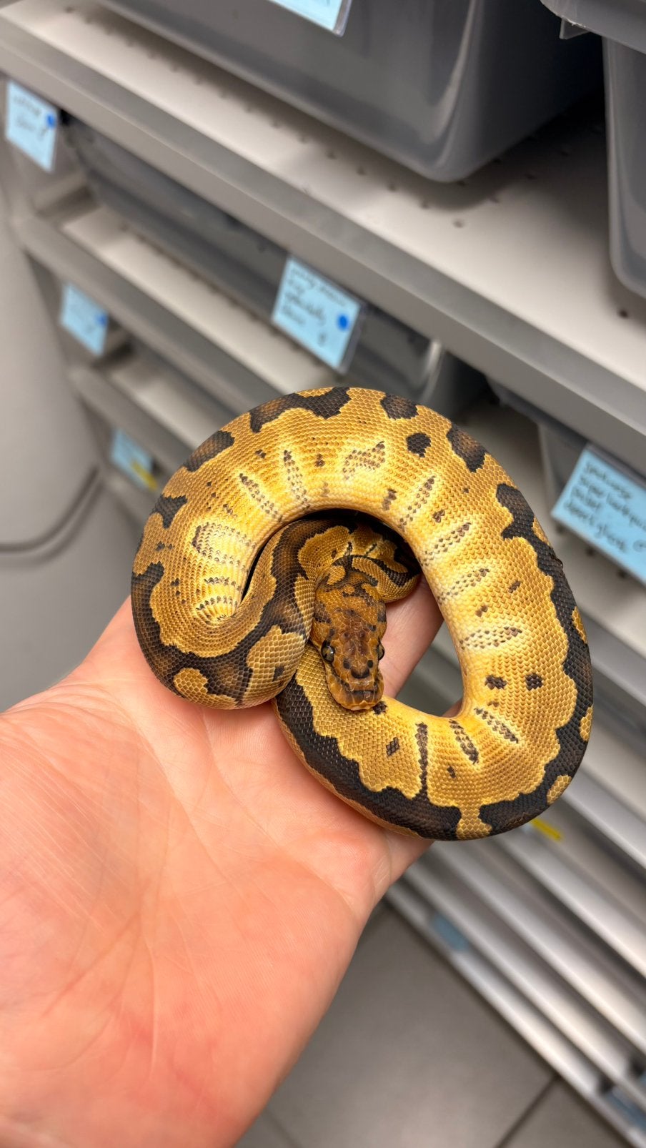 0.1 special leoprad clown ball python, Dieren en Toebehoren, Reptielen en Amfibieën, Slang, 0 tot 2 jaar