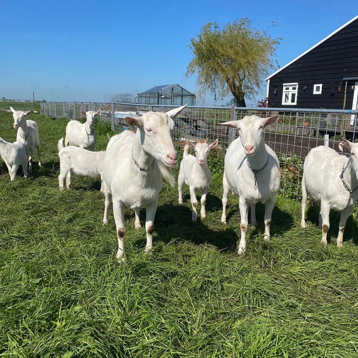 Te koop verse geitenmelk, geitenyoghurt  geitenroomkaas, Ophalen of Verzenden