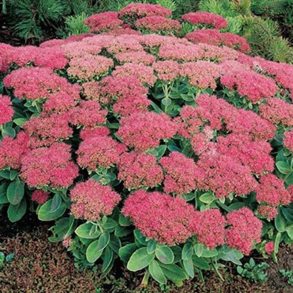 Hemelsleutel, vetplant, Tuin en Terras, Planten | Tuinplanten, Overige soorten, Volle zon, Vaste plant, Ophalen of Verzenden