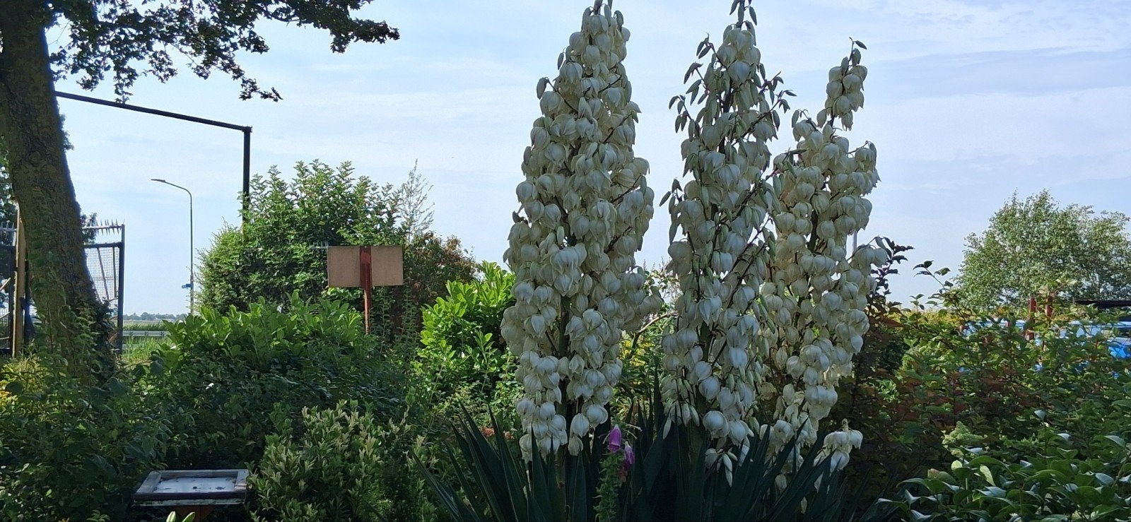 bloemen/groente, Tuin en Terras, Overige soorten, Vaste plant, Ophalen of Verzenden, Halfschaduw