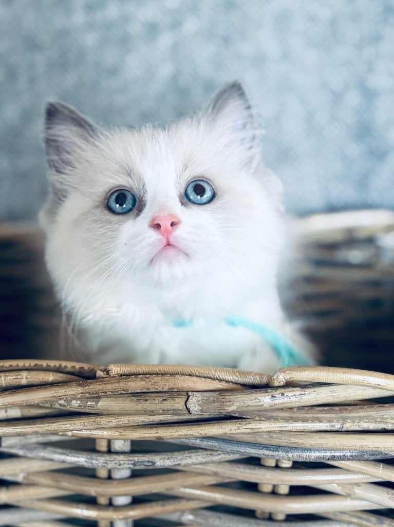 5 lieve Ragdoll kittens, Dieren en Toebehoren, Katten en Kittens | Raskatten | Langhaar, Meerdere dieren, Met stamboom, 0 tot 2 jaar