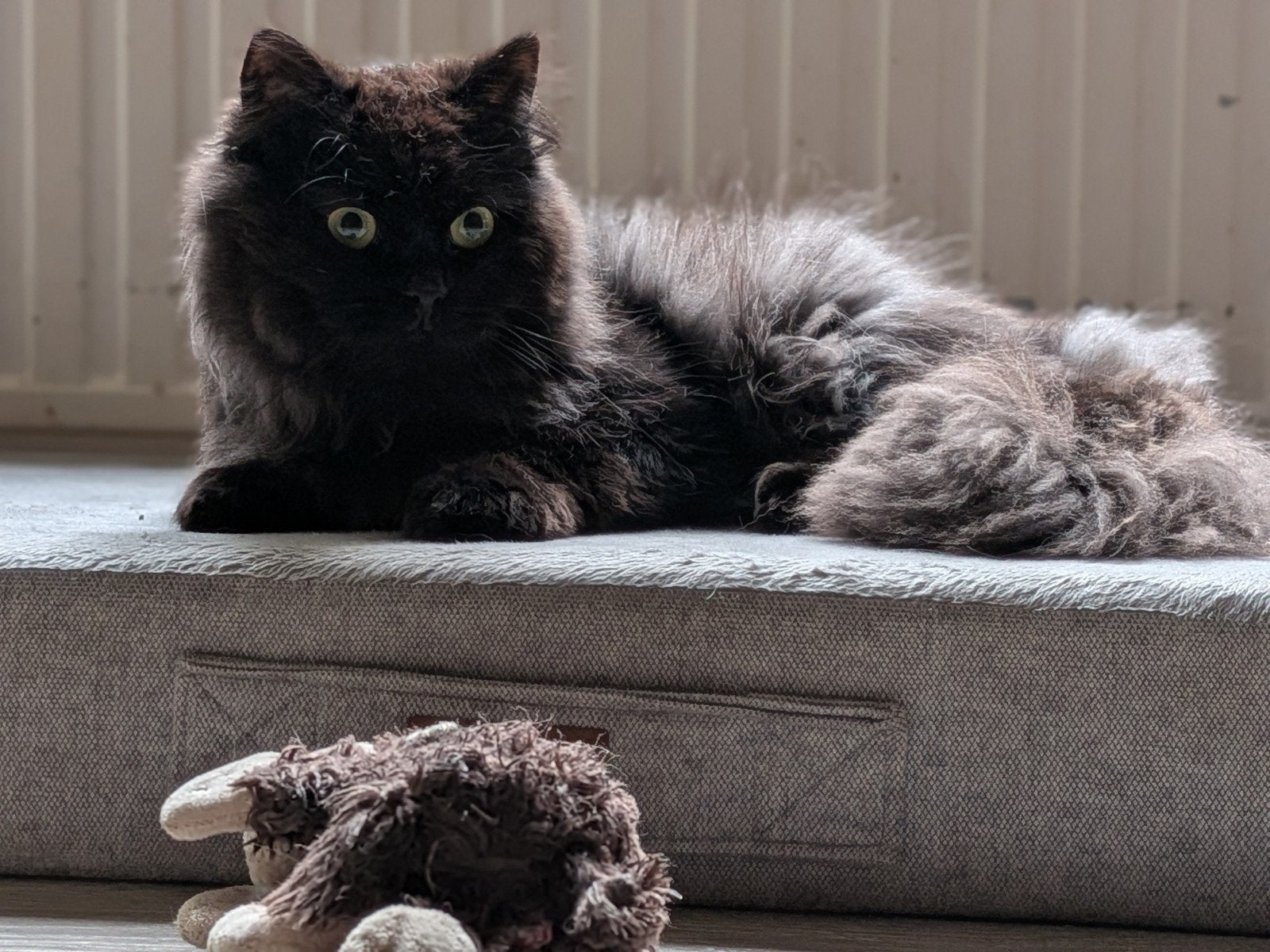 Britse Langhaar kittens verwacht..., Meerdere dieren, Gechipt, 0 tot 2 jaar