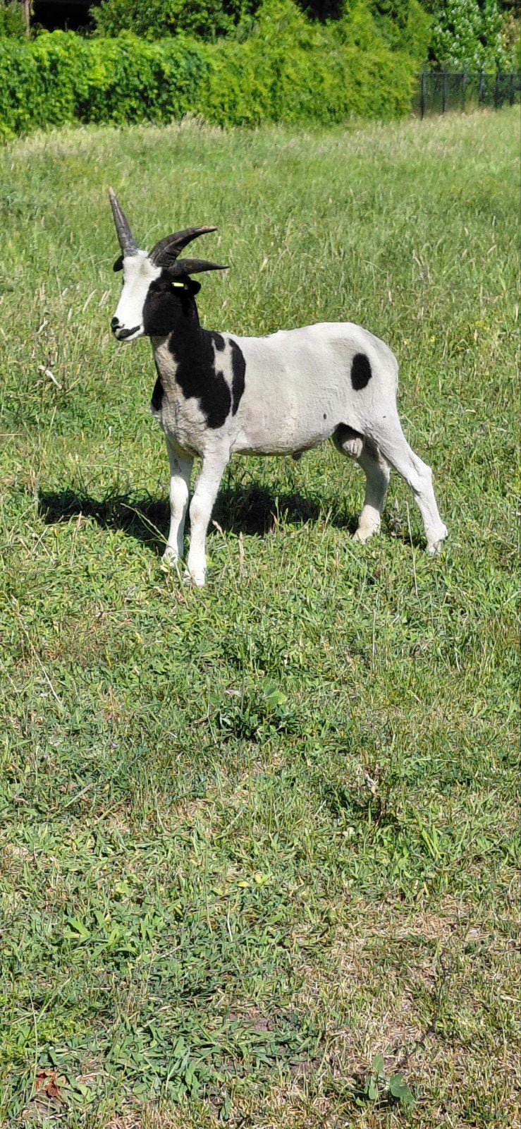 Jacobschaap ramlammeren voor de fokkerij, Dieren en Toebehoren, Schapen, Geiten en Varkens, Vrouwelijk, Schaap