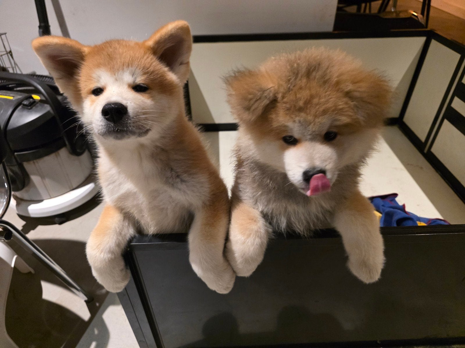 Akita Inu pup, Dieren en Toebehoren, 8 tot 15 weken, Teef, Eén hond, Nederland