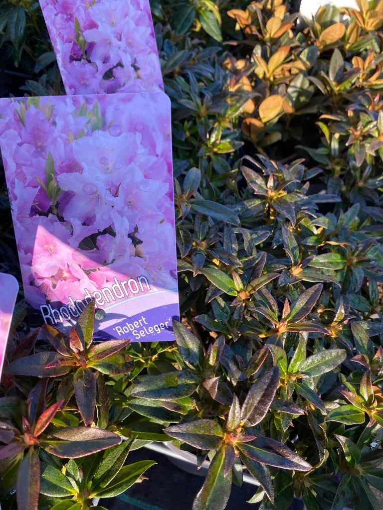 Dwerg Rhododendron Scarlet Wonder', 'Golden Won, Vaste plant, Halfschaduw, Lente, Ophalen