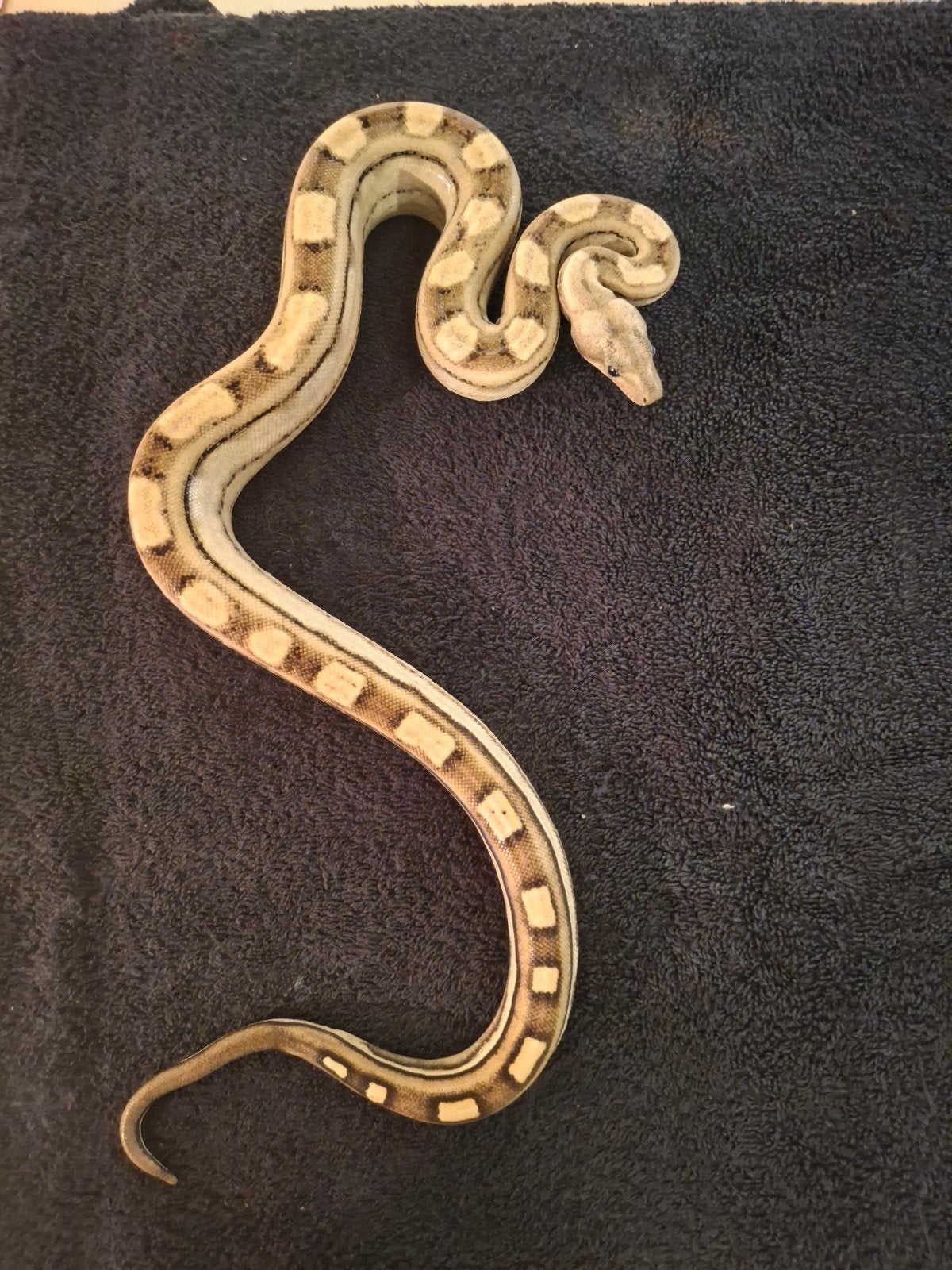 Boa Constrictor Imperator Boa Constrictor photo 2
