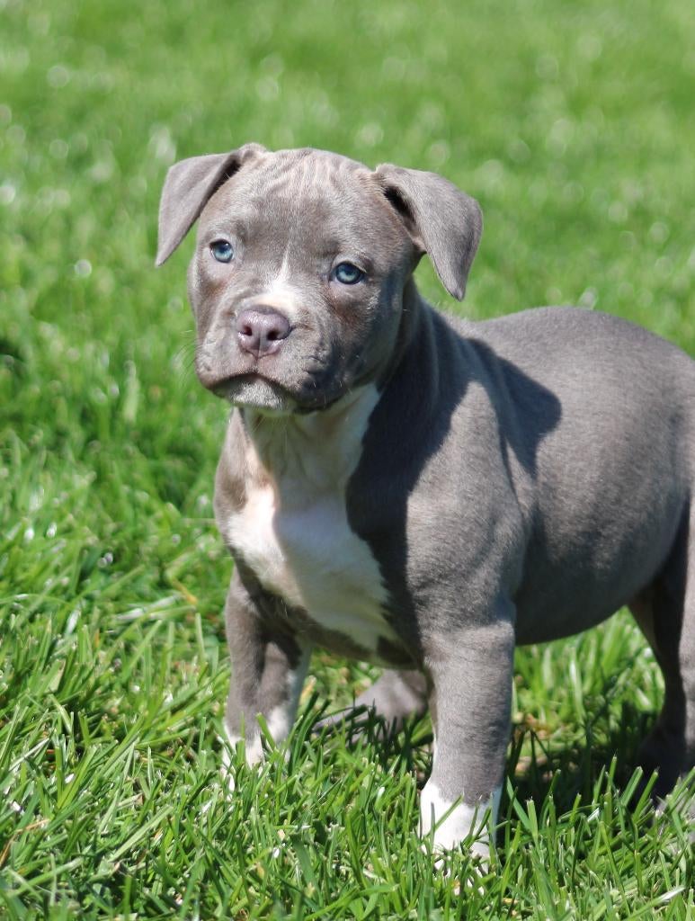 Amerikaanse Stafford pups, Parvo, België, 8 tot 15 weken, American Staffordshire Terriër