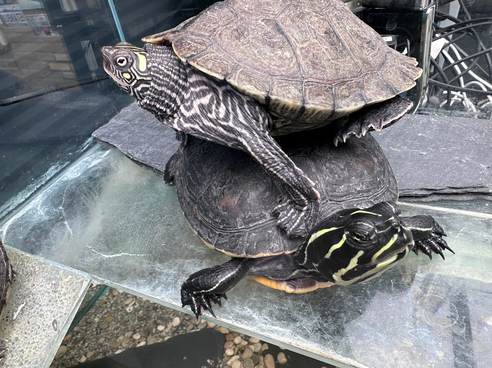 Waterschildpadden + compleet aquarium met inrichting Turtle - unknown for sale from Rammy