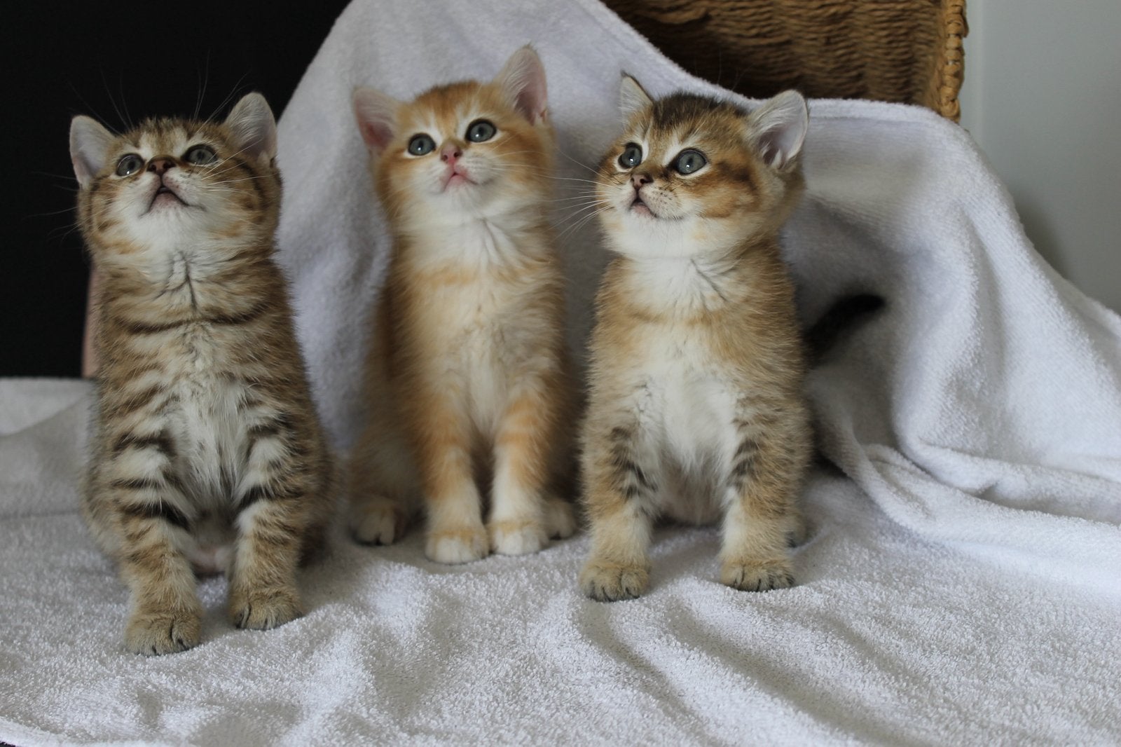 Prachtige Brits Korthaar kittens, Meerdere dieren