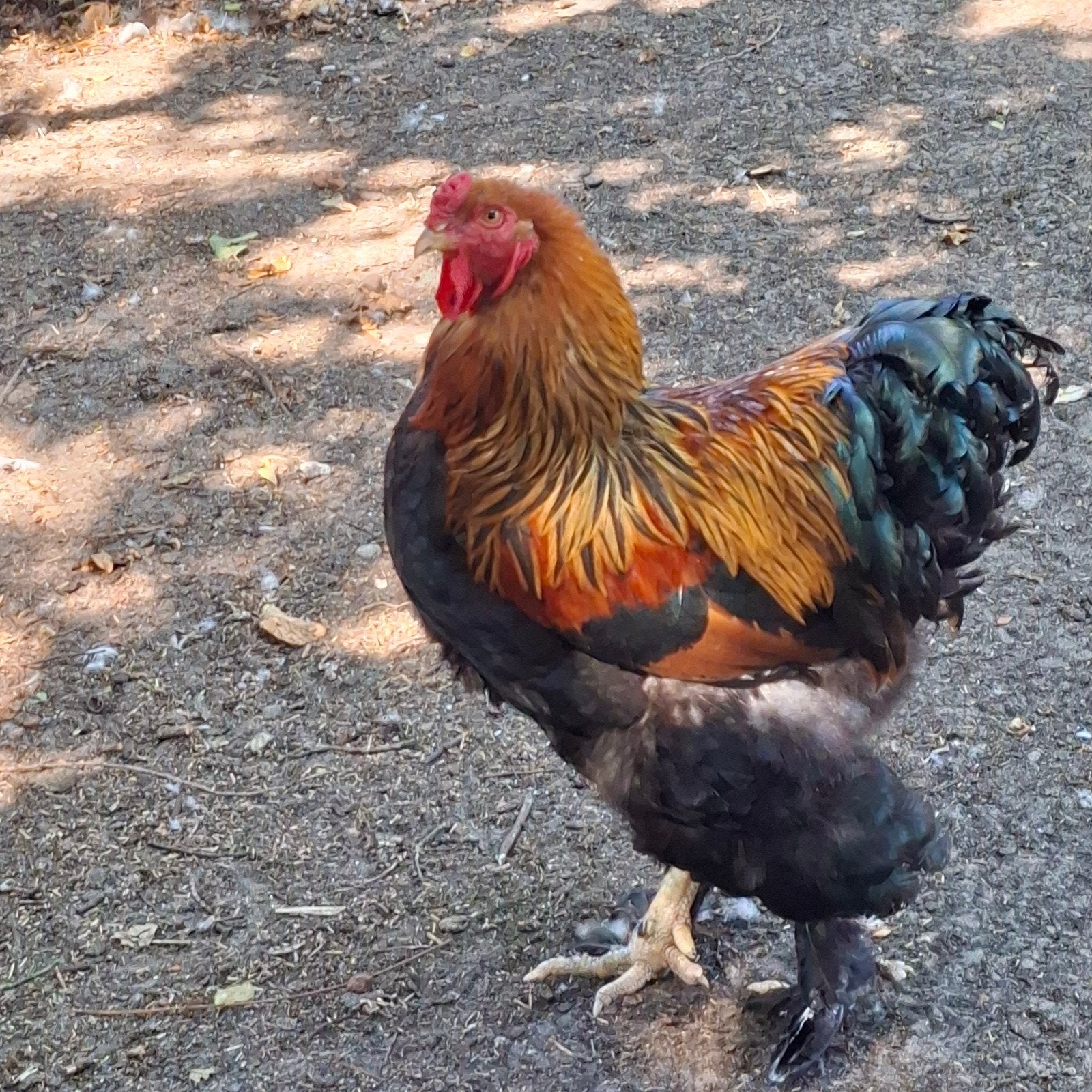 Brahma haan ruilen, Dieren en Toebehoren, Mannelijk, Kip
