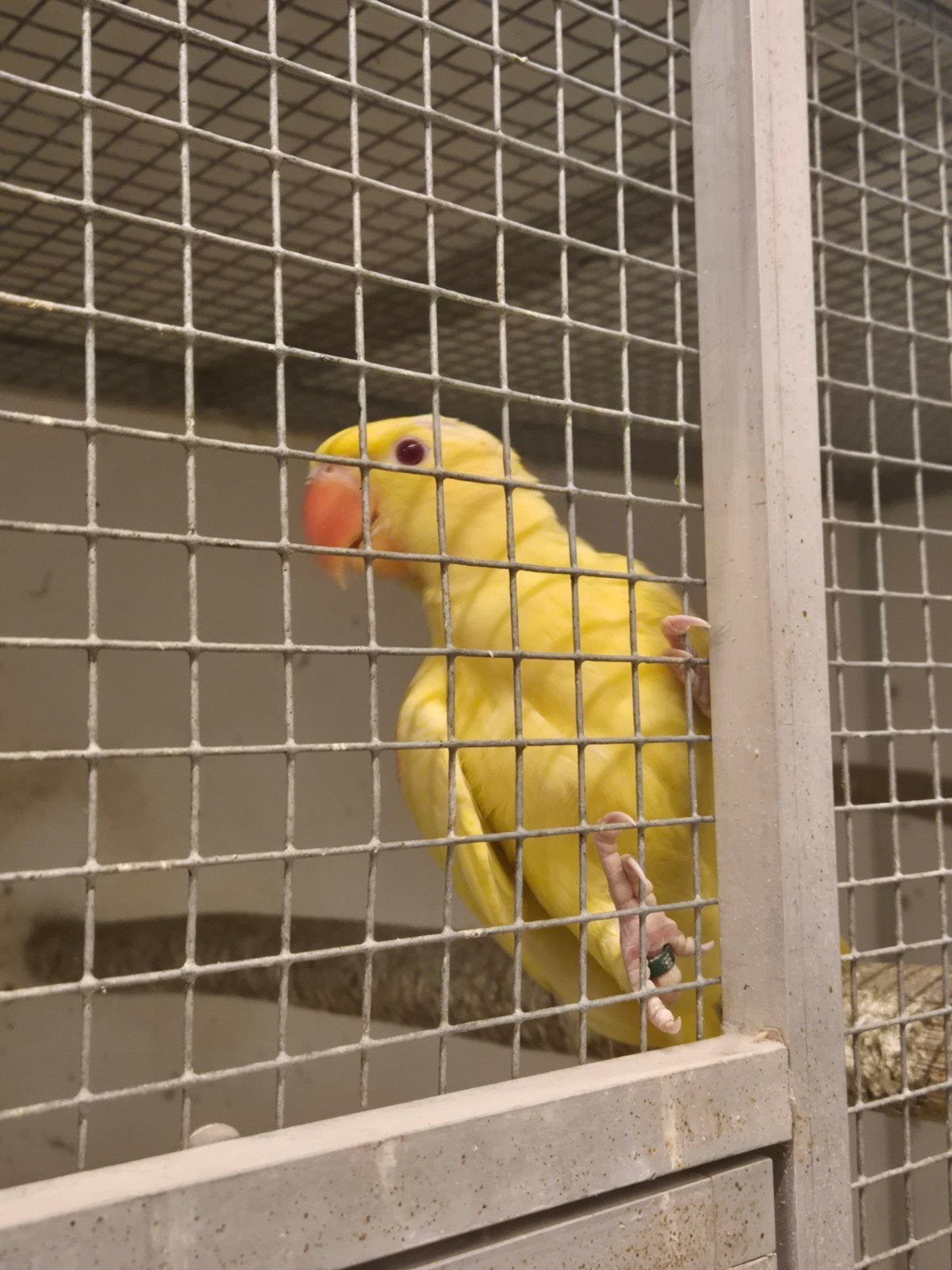 Alexanders, Alexander parkier lutino, Dieren en Toebehoren, Vrouwelijk, Parkiet, Geringd