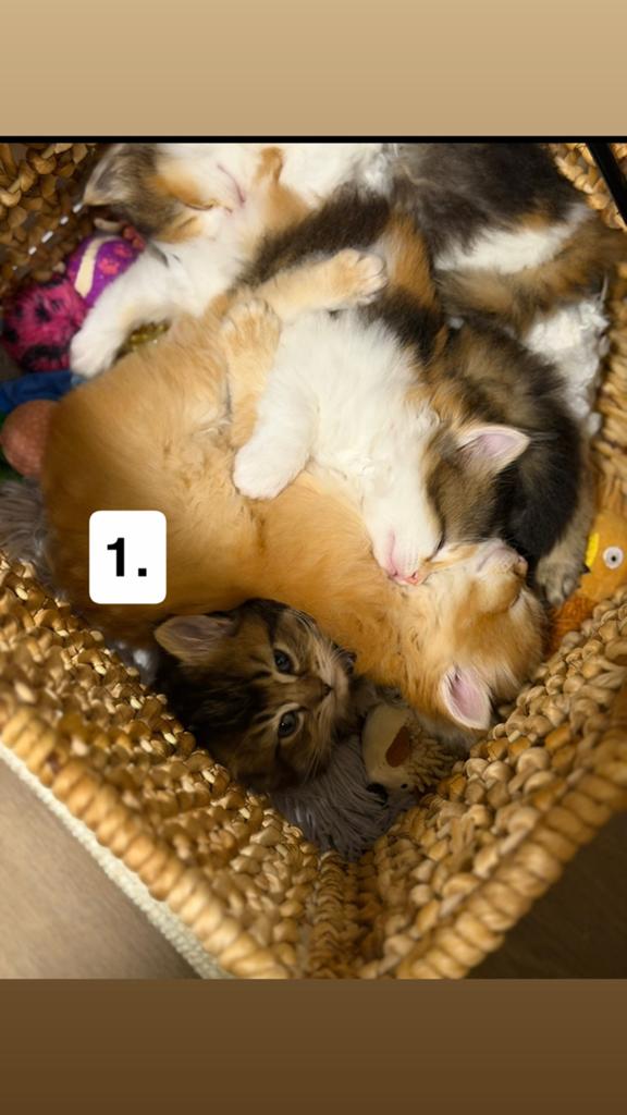 Lieve Noorse Boskat x kittens te koop, Meerdere dieren