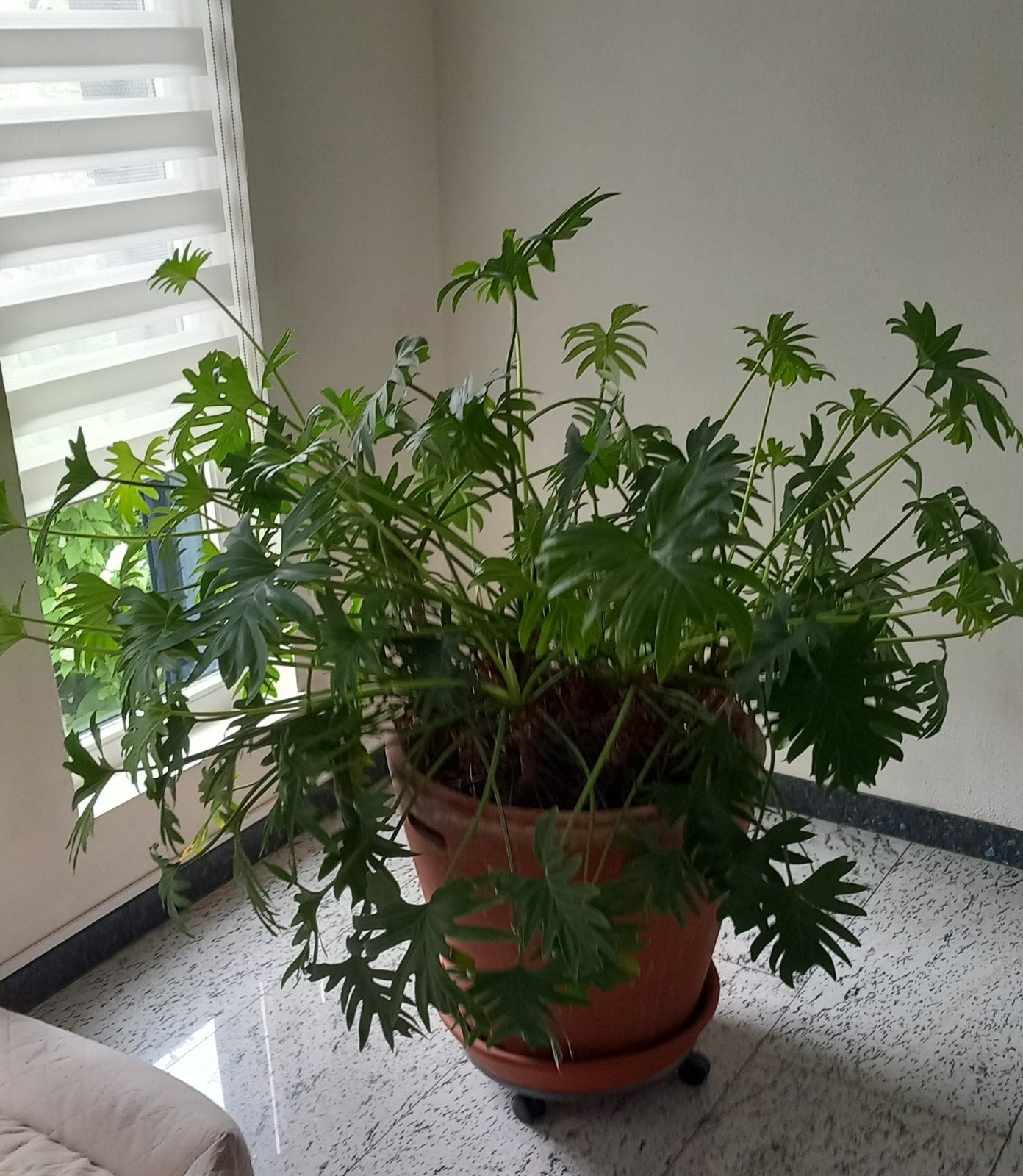 Plant in grote terra cotta pot met wieltjes, Ophalen, 40 cm of meer, Rond, Binnen