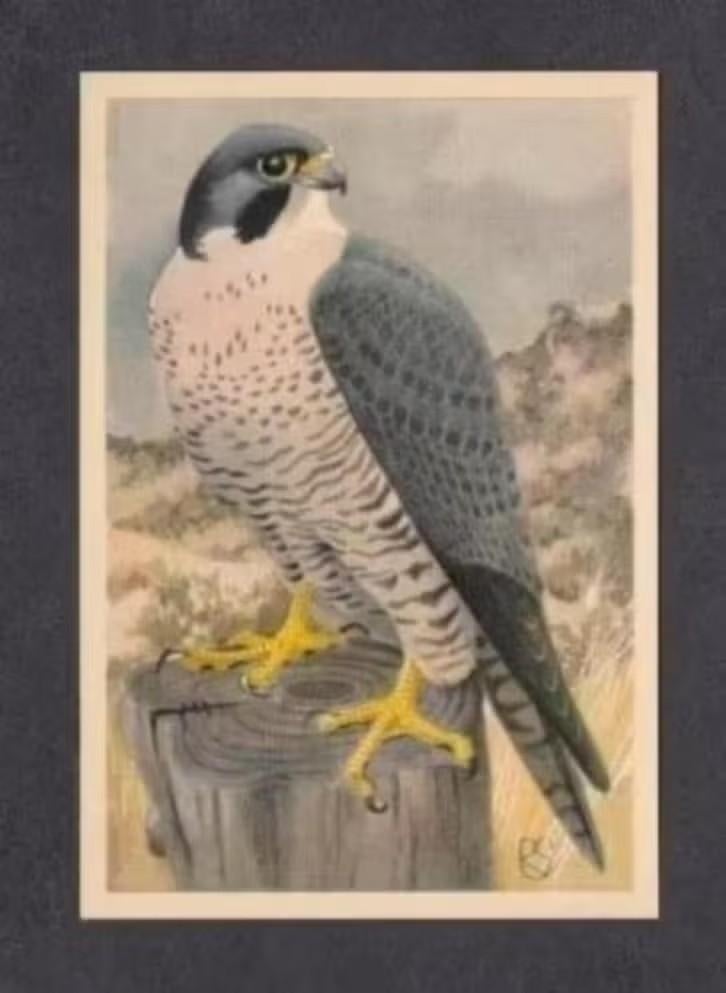 Roofvogel Slechtvalk (2)., Ophalen of Verzenden, 1960 tot 1980, Vogel
