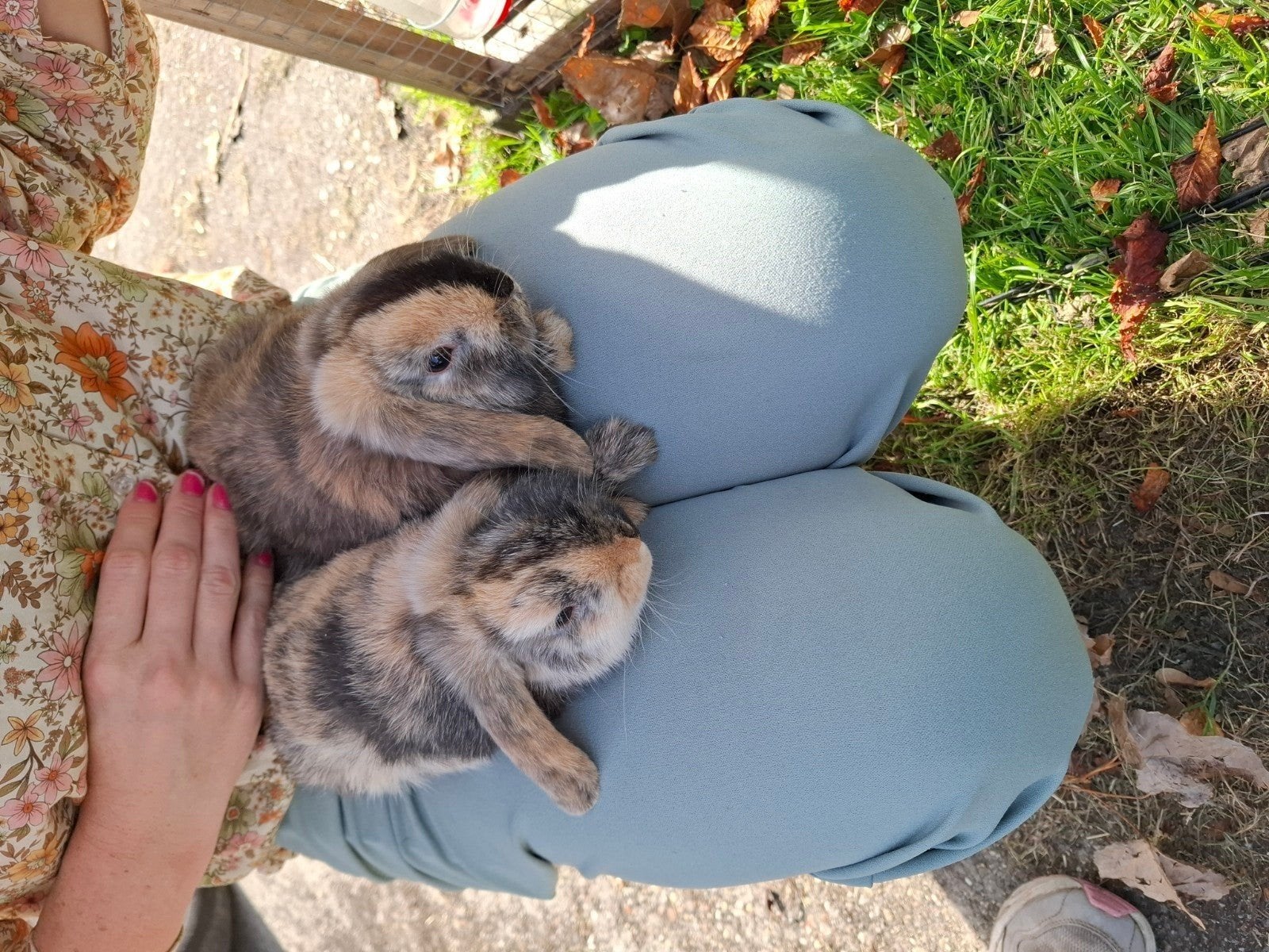 jonge dwerg hangoor, Dieren en Toebehoren, Meerdere dieren, Dwerg, Hangoor