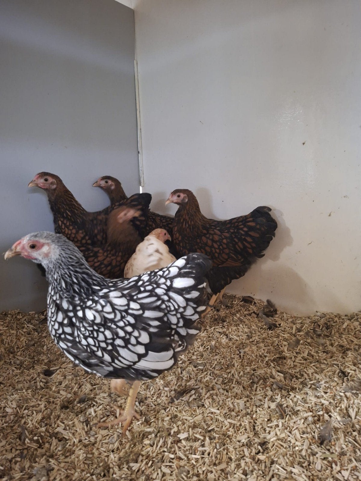 6 wyandotte hennetjes  kriel, Dieren en Toebehoren, Pluimvee, Vrouwelijk, Kip