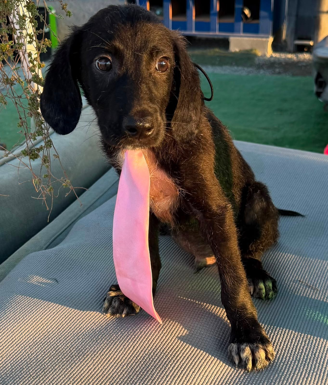 Chiva verblijft op Cyprus, 8 tot 15 weken, Buitenland, Parvo, Eén hond
