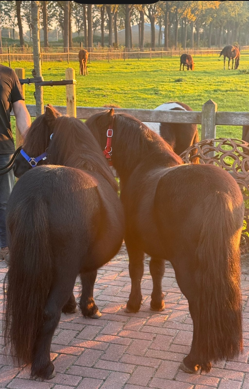🩵Twee ontzettend brave stamboek pony’s ruintjes🩵, Met stamboom, Ruin, Dressuurpony, A pony (tot 1.17m)