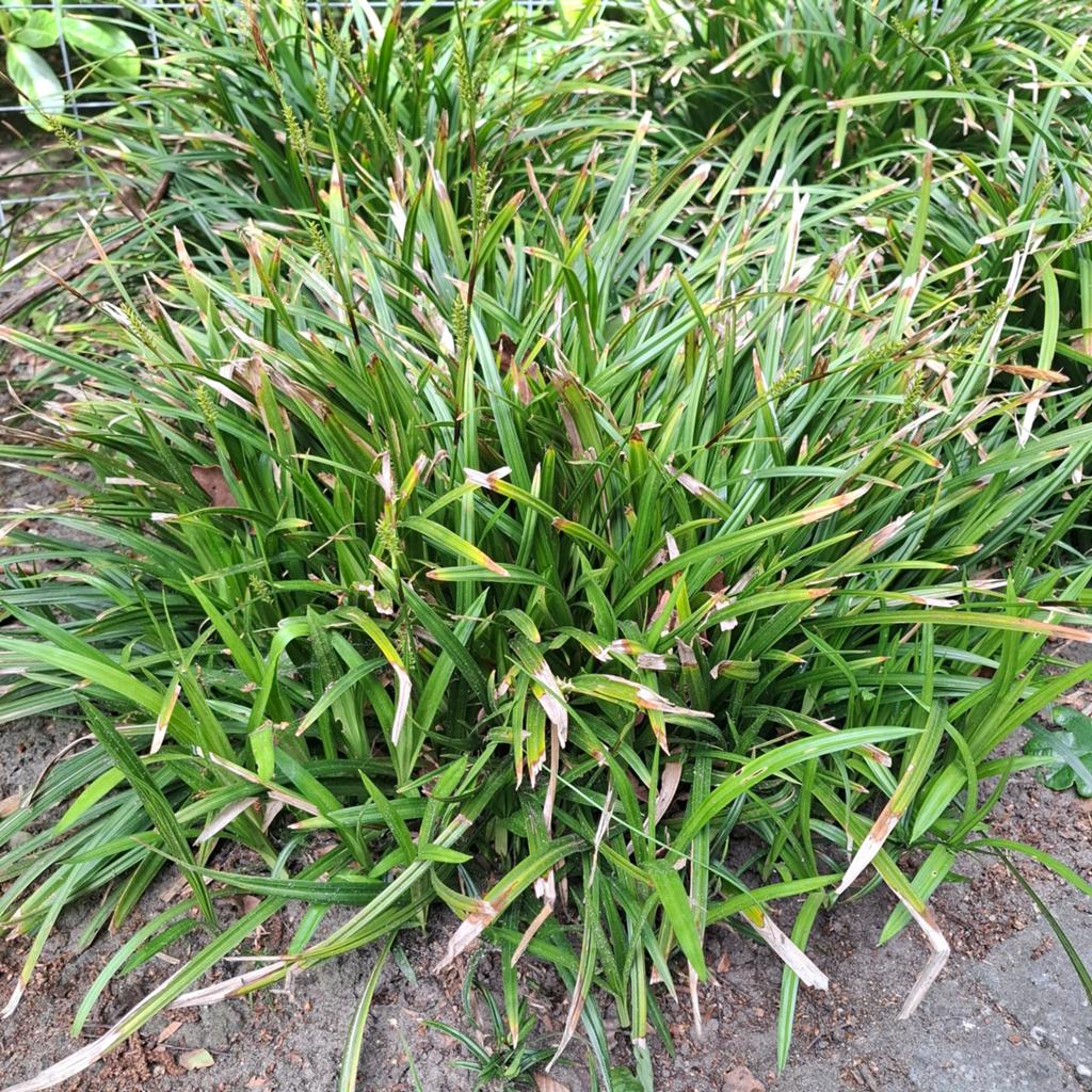 28 x Zegge te koop €0,50per stuk, Ophalen, Eenjarig, Groenteplanten, Volle zon