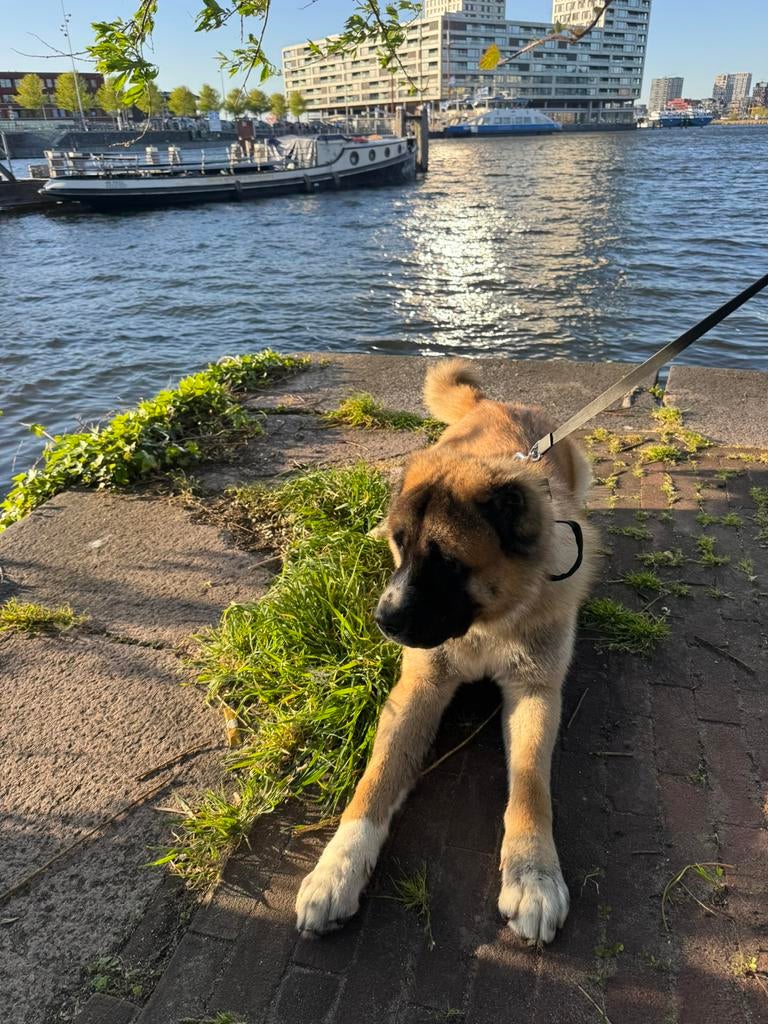 Liefdevol thuis gezocht voor Akita Dodge (3,5 jaar), Dieren en Toebehoren, Honden | Bulldogs, Pinschers en Molossers, België, Particulier