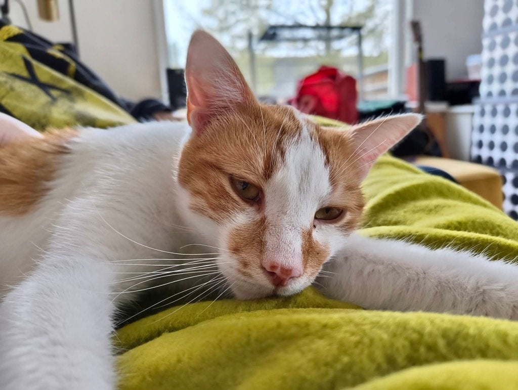 BINNENKAT EROS 4jr. Kroeler/gezellig/bescheiden/rustig, Kater, Kortharig, 3 tot 5 jaar